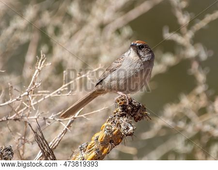 A Beautiful Rufous-crowned Sparrow Perched On A Thorny Cholla Branch In A Colorado Desert Canyon.