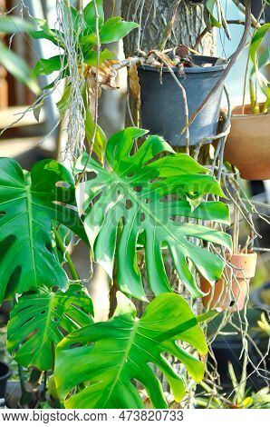 Monstera, Herricane Plant Or Swiss Cheese Plant In The Garden
