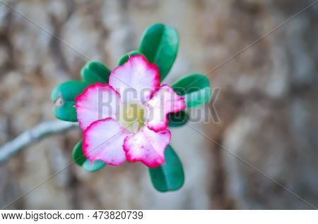 Apocyaceae,adenium Obesum Or  Desert Rose Or Mock Azalea Or Pinkbignonia Or Impala Lily Or Pink Flow