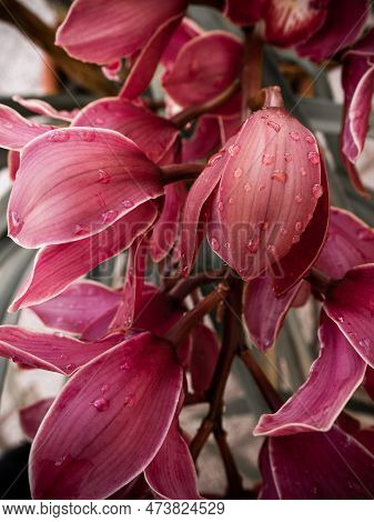 A Flower Stem Or Spike With Cymbidium Australian Red Orchids Or Cymbidium Black Silk With Water Drop