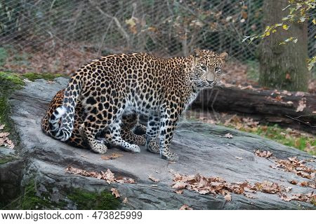 Sri Lanka Panther In Our Zoo In The Netherlands. High Quality Photo From A Ild Animal