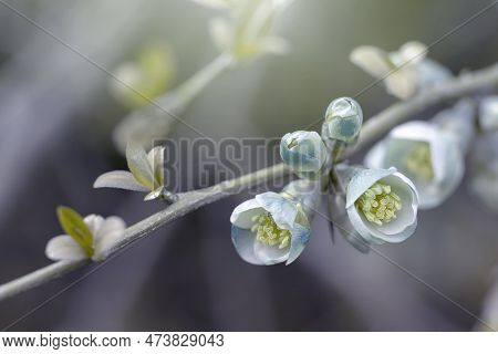 Quince Flowers. Spring. Pastel Flowers On Wild Blooming Trees. Spring Gardens With Blooming Trees An