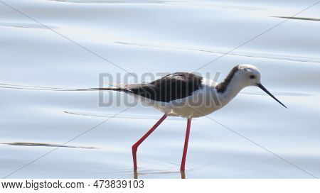 Rajkot, Gujarat, India. April-01-2023. Black-winged Stilt (himantopus Himantopus).