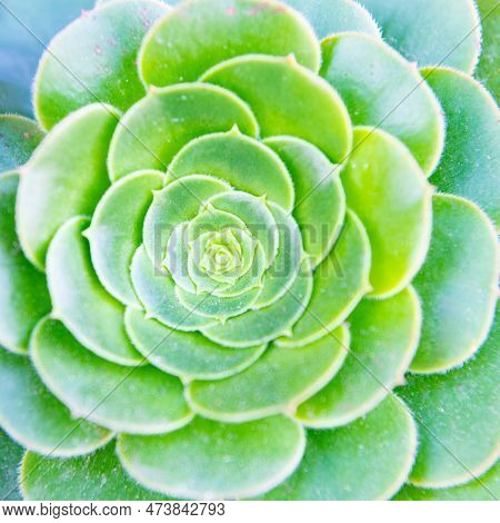 Aeonium Plant Nature Background. Aeonium Nature Plant. Aeonium Plant Nature Bright Green Color.