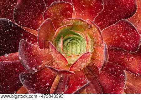 Aeonium 'zwartkop' Black Beauty Closeup With Raindrops