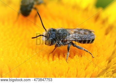 Natural Closeup Of A Male Alfalfa Leafcutting Bee, Megachile Rotundata, On A Yellow Flower Of Inula 