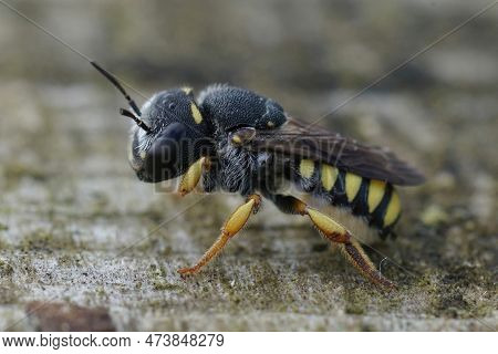 Detailed Closeup On A Mediterranean Yellow Striped Female Black-tailed Smalwoodcarder Bee, Pseudoant