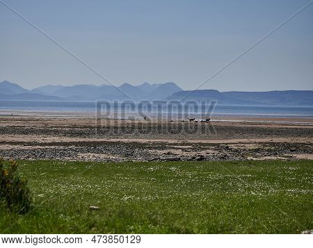 Group Of Watchful Roe Deer Gathered At The Beach Of Applecross At The Coastline Of Northern Scotland