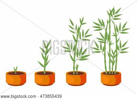 Bamboos Ripening Period Progression. Bamboo Growth Stages. Vector Illustration Of Bamboo In Pot On W