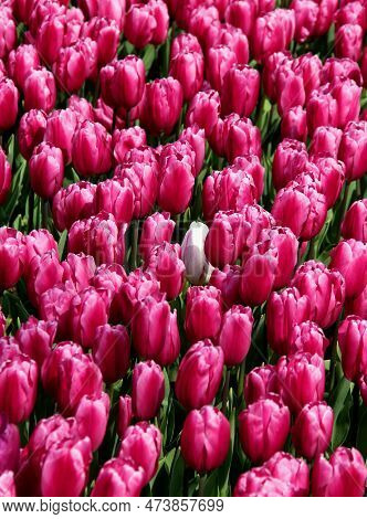 Field Of Bright Purple Tulips With White Tulip In The Center Close Up At Goztepe Park During The Ann