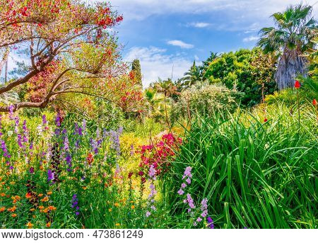 Flowers In Marimurtra Botanical Gardens At Blanes Near Barcelona, Spain