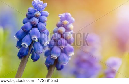 Beautiful Blue Starch Grape Hyacinth Flowers Bloom In Spring Garden.decorative Violet Muscari Neglec