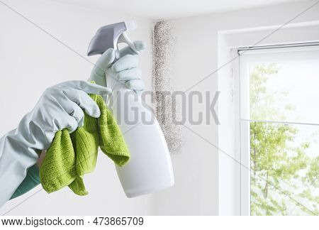 Hands With Gloves And Spray Bottle Isolated On Wall With Mold And Window. Eliminate Mold With Anti-m