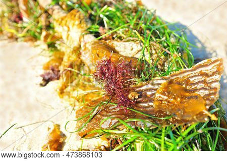 A Pile Of Seaweed And Seagrass Collect On A Sandy Beach. High Quality Photo