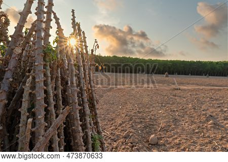 Cassava Field On Sunrise. Food It Is Commonly Used Animal Feed. Sampou During Summer. Product Name I