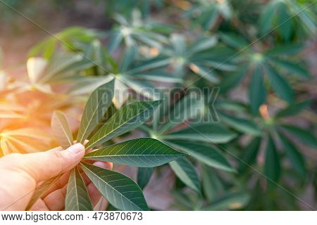 Cassava Field On Sunrise. Food It Is Commonly Used Animal Feed. Sampou During Summer. Product Name I