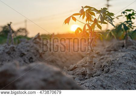 Cassava Field On Sunrise. Food It Is Commonly Used Animal Feed. Sampou During Summer. Product Name I