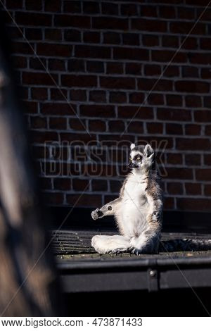A Funny Vertical Portrait Of A Zen Master Ring Tailed Lemur. It Looks Like The Mammal Animal Is Medi