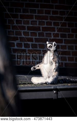A Funny Vertical Black And White Portrait Of A Zen Master Ring Tailed Lemur. It Looks Like The Mamma