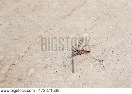 Big Mosquito On Light Stone Background. Large Crane Flies. Family Tipulidae
