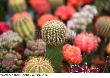 Grafted Cactus Gymnocalycium In Cacti Plant Store. Mini Moon Cactus Among Various Beautiful Colorful