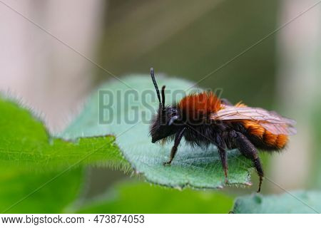 Detailed Closeup On A Colorful Red And Black Female Tawny Mining Bee , Andrena Fulva Sitting On A Gr
