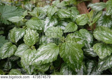 Natural Closeup On The Emerging Foliage Of The Yellow Archangel, Or Silver Artillery Plant, Lamiastr
