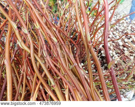 Detail Of A Eastre Spring Twig On A Market