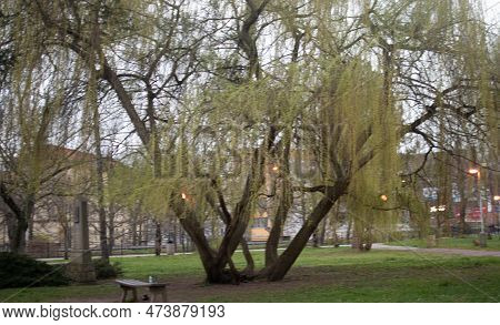 Random Trees At The Park In Kralupy