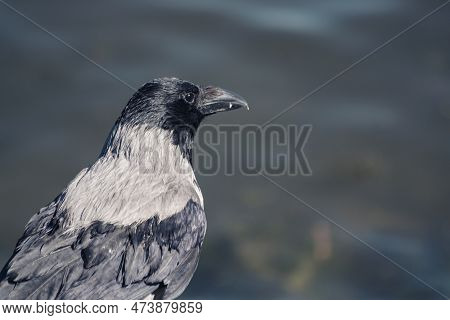 Close Up Of A Crow Against Water