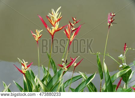 The Red And Yellow Flowers Of Heliconia Psittacorum, A Unique Tropical Plant