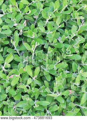 Ecology Concepts, Leucophyllum Frutescens, Purple Sage, Texas Ranger, Silverleaf Or White Sage Plant