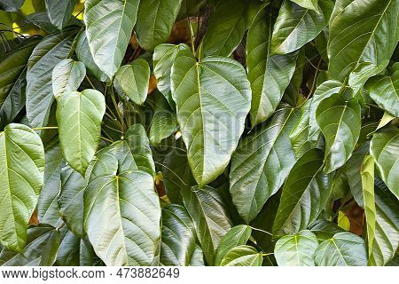 Leaves Of A Pangium Tree, Pangium Edule