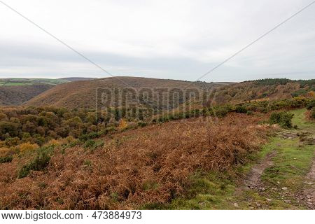 Landscape Photo Of Autumn Colours At Horner Woods In Exmoor National Park