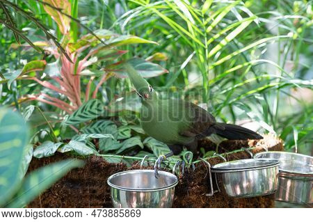 Exotic Tauraco Bird With Green Feather Eating. Exotic Tauraco Bird Outdoor.