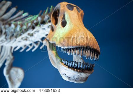 Brachytrachelopan Dinosaur Skeleton On Display - Australia
