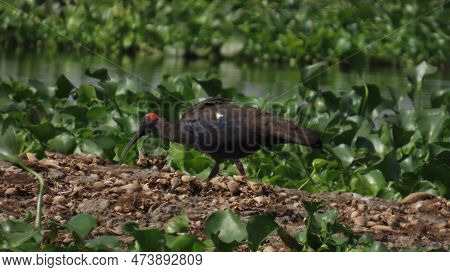 Rajkot, Gujarat, India. March-19-2023. Red-naped Ibis (indian Black Ibis) (pseudibis Papillosa).