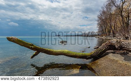 Deep Autumn On A Coast. Deep Blue Sky And Old Tree.