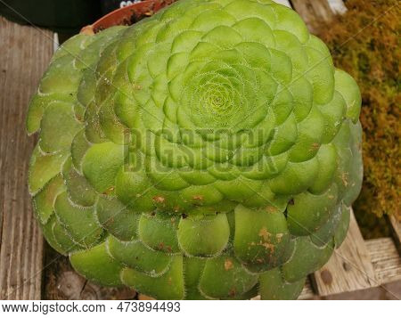 Close Up Of A Dinner Plate Aeonium Plant, Also Known With Scientifc Name Aeonium Tabuliforme