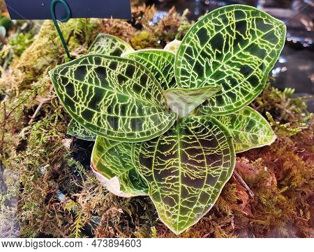 Stunning Leaves Of Macodes Petola, Mostly Known As Jewel Orchids