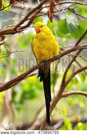 Beautiful Regent Parrot With His Yellow And Olive Feather And Red Beak.  This Bird Can Be Found In S