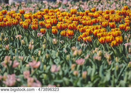 The Tulipa Flowers In The Backyard Garden