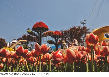 March 10 2023 A Tuples Flowers In The Backyard Garden