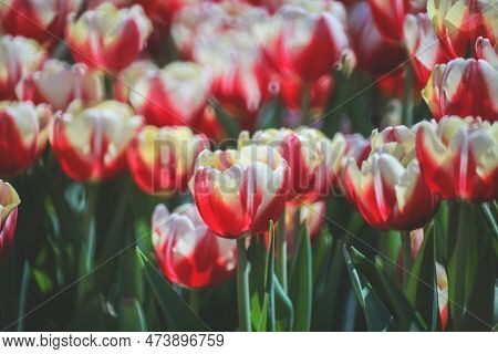 The Tulipa Flowers In The Backyard Garden