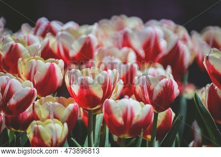 The Tulipa Flowers In The Backyard Garden