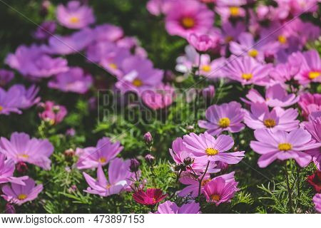 A Large Galsang Flower Blooming In Spring