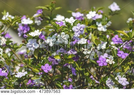 Brunfelsia Pauciflora Or Calycina, Jasmine Of Paraguay