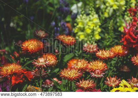 Zinnia Flowers Blooming In The Garden At A Sunny Day