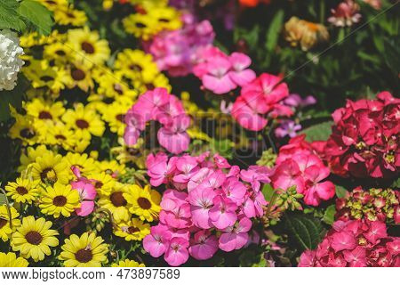 The Argyranthemum Frutescens, Yellow Flowers In Full Bloom