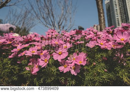 A Large Galsang Flower Blooming In Spring